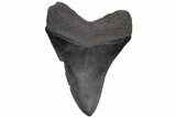 Serrated, Fossil Megalodon Tooth - South Carolina #236077-1